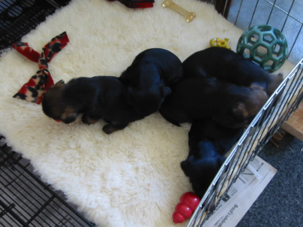 some puppies too tuckered to tangle