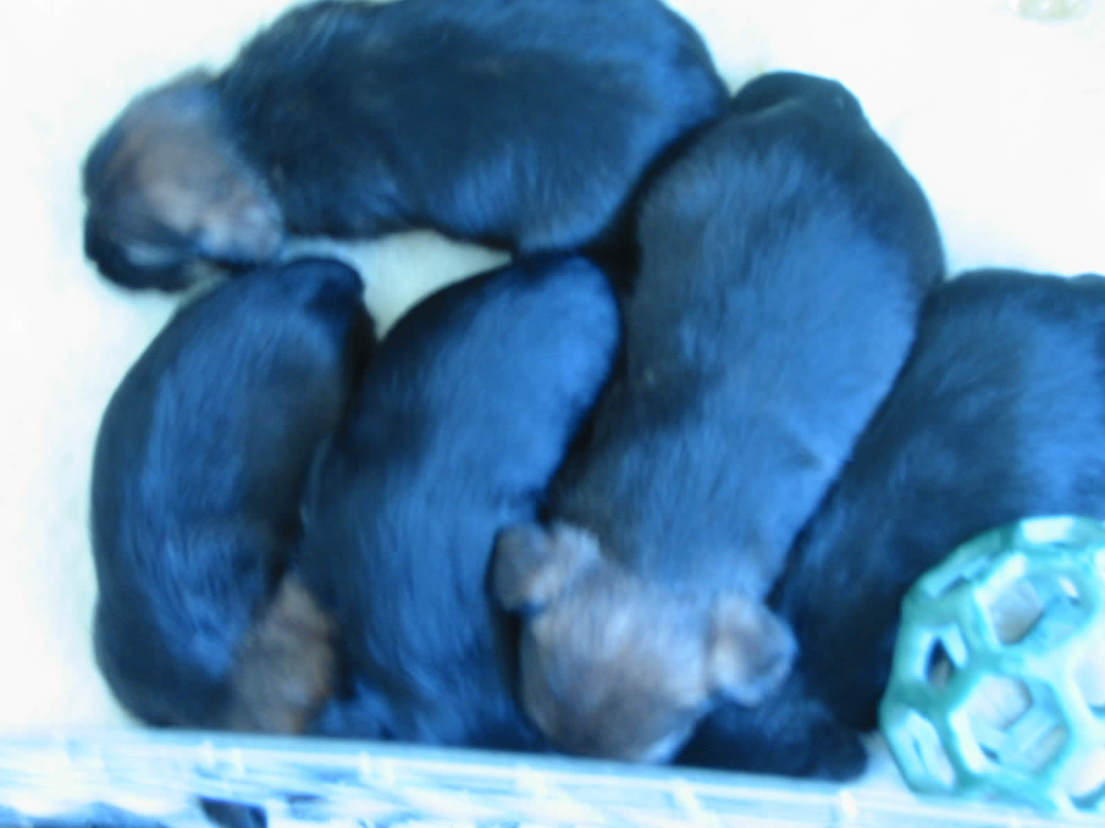 pups sleeping in their pack