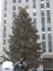 The tree at Rockefeller Center (92,711 bytes)