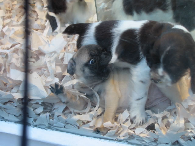 The cute little puppies in the pet store