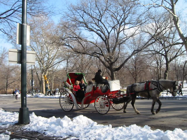 Cart after the horse in central park