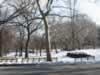 Central park (73,676 bytes)